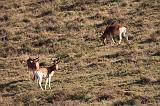 TANZANIA - 0398 Antilope HarteBeest